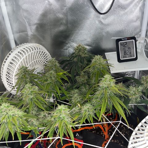 CannaBusta Rhymes  growlog timeline photo