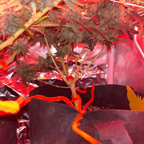 CannaBusta Rhymes  growlog timeline photo