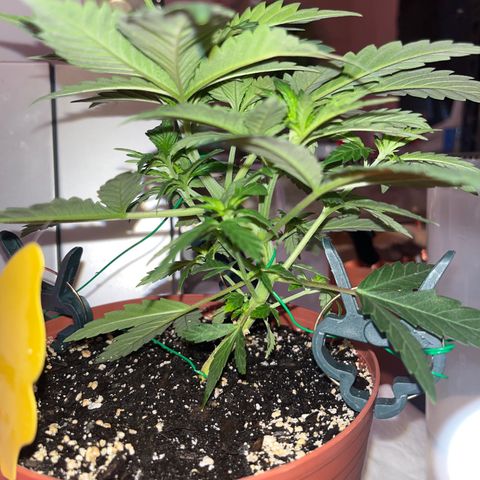 Plant-it at the disco growlog timeline photo