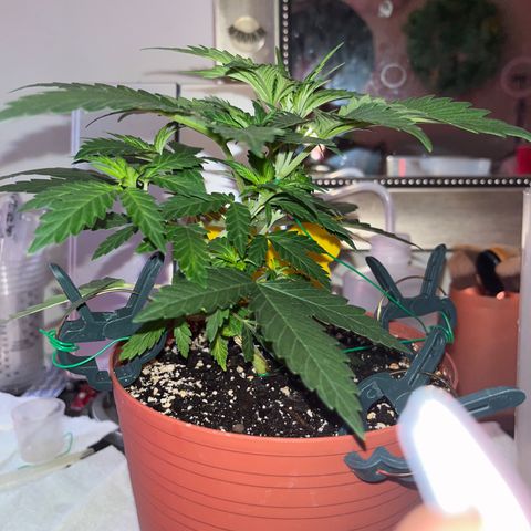 Plant-it at the disco growlog timeline photo