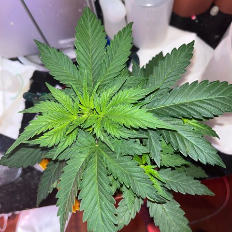 Plant-it at the disco growlog timeline photo