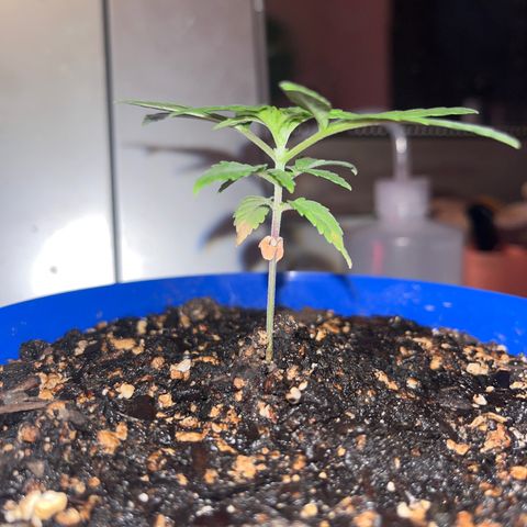 Weedney Houston  growlog timeline photo