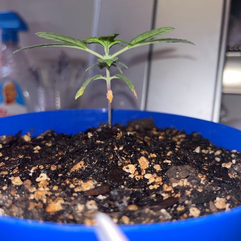 Weedney Houston  growlog timeline photo