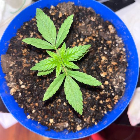 Weedney Houston  growlog timeline photo