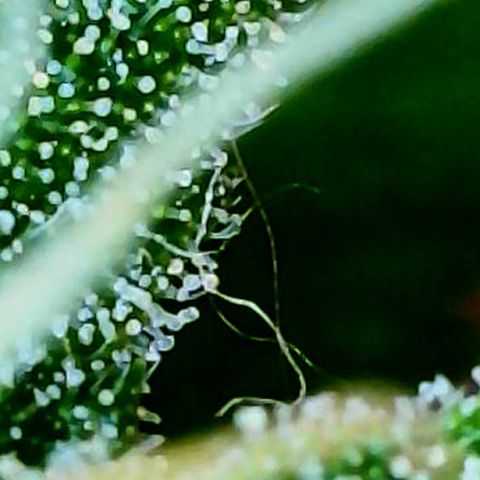 Amy Weedhouse growlog timeline photo