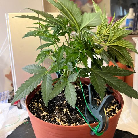 Plant-it at the disco growlog timeline photo