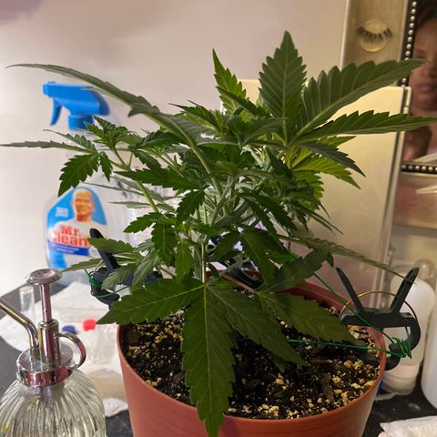 Plant-it at the disco growlog timeline photo