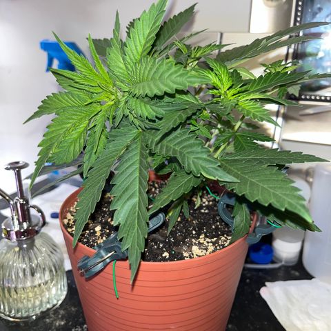 Plant-it at the disco growlog timeline photo