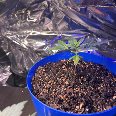 Weedney Houston  growlog timeline photo