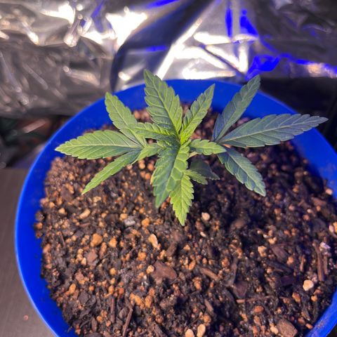 Weedney Houston  growlog timeline photo