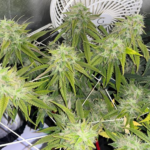 Amy Weedhouse growlog timeline photo