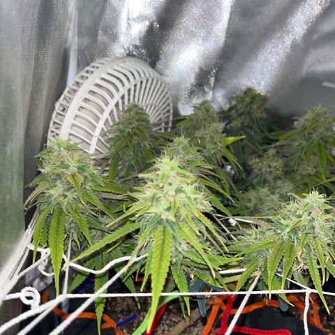 Amy Weedhouse growlog timeline photo
