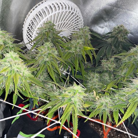 Amy Weedhouse growlog timeline photo