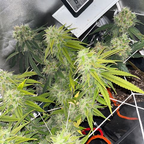CannaBusta Rhymes  growlog timeline photo