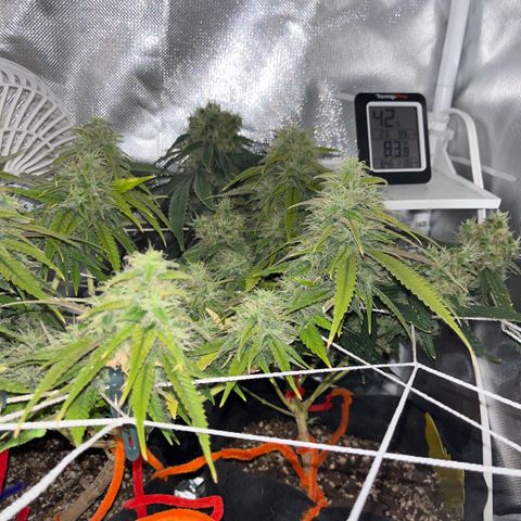 CannaBusta Rhymes  growlog timeline photo