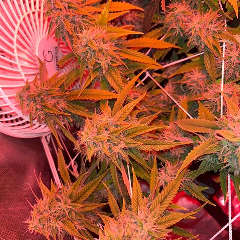 Amy Weedhouse growlog timeline photo