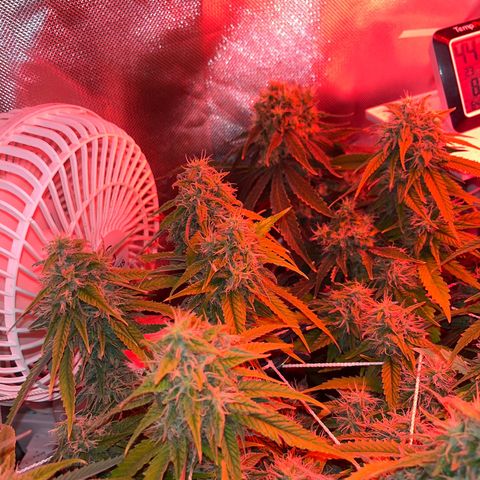 Amy Weedhouse growlog timeline photo