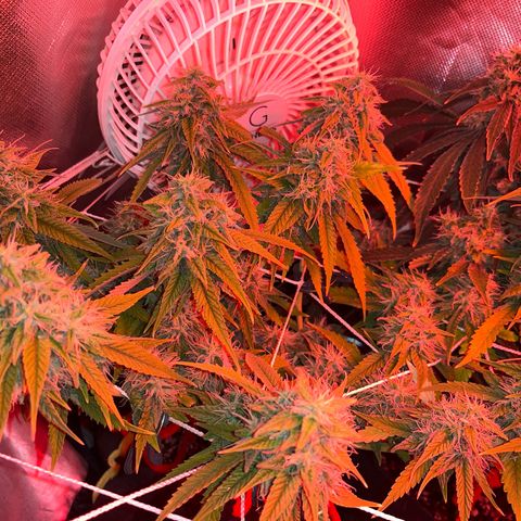 Amy Weedhouse growlog timeline photo