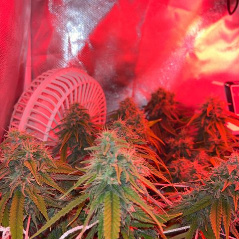 Amy Weedhouse growlog timeline photo