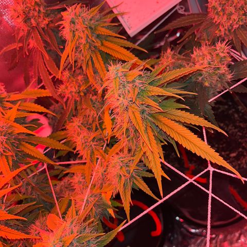 CannaBusta Rhymes  growlog timeline photo