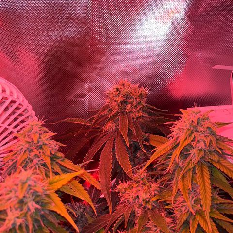 CannaBusta Rhymes  growlog timeline photo