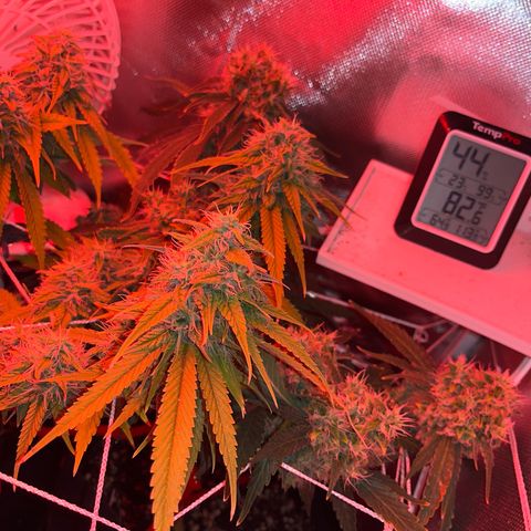 CannaBusta Rhymes  growlog timeline photo