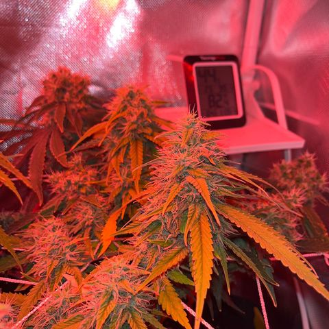 CannaBusta Rhymes  growlog timeline photo