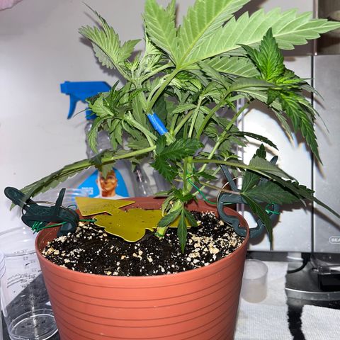 Plant-it at the disco growlog timeline photo