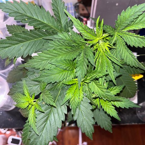 Plant-it at the disco growlog timeline photo