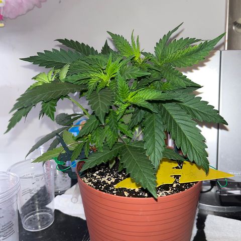 Plant-it at the disco growlog timeline photo