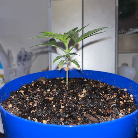 Weedney Houston  growlog timeline photo