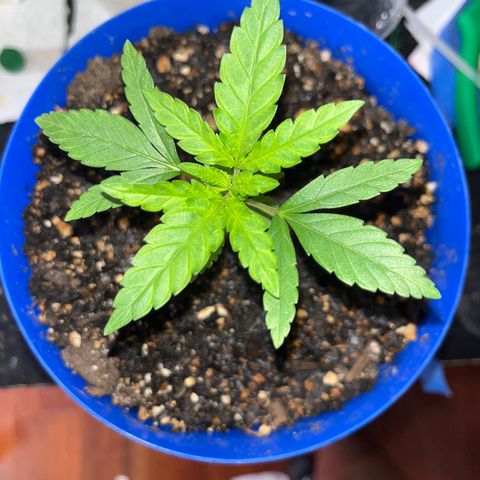 Weedney Houston  growlog timeline photo