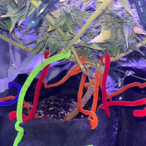 Amy Weedhouse growlog timeline photo