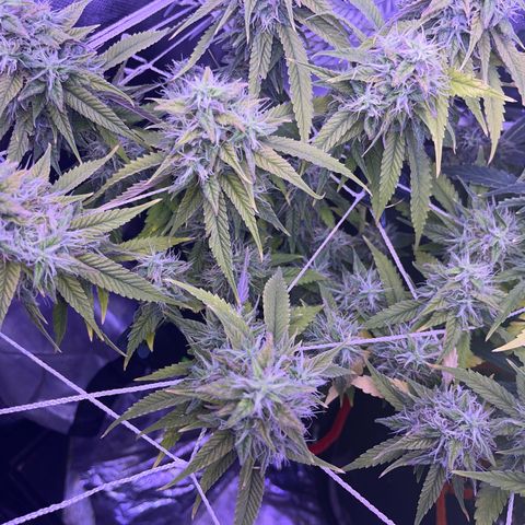 Amy Weedhouse growlog timeline photo