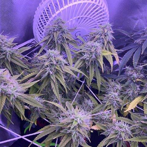 Amy Weedhouse growlog timeline photo