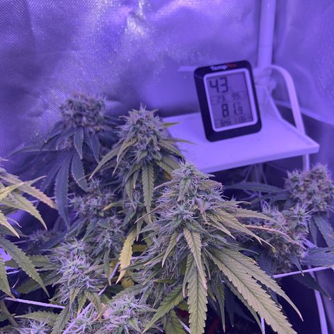 CannaBusta Rhymes  growlog timeline photo