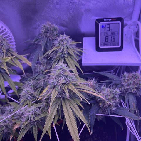 CannaBusta Rhymes  growlog timeline photo