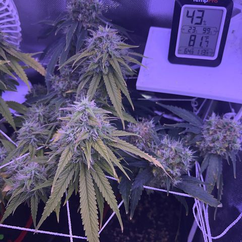 CannaBusta Rhymes  growlog timeline photo
