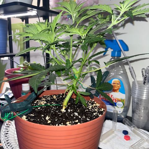 Plant-it at the disco growlog timeline photo