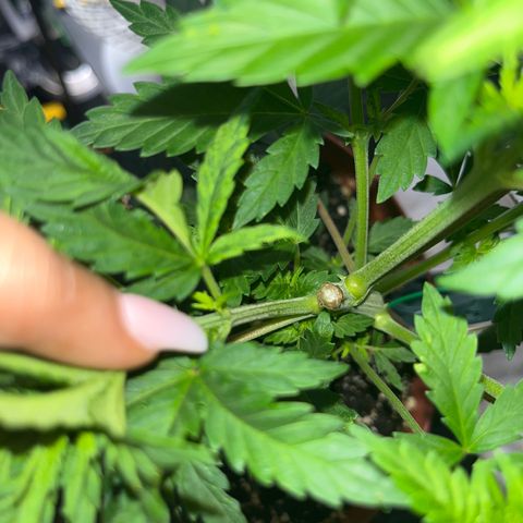 Plant-it at the disco growlog timeline photo