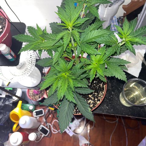 Plant-it at the disco growlog timeline photo