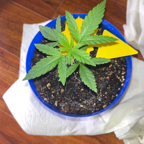 Weedney Houston  growlog timeline photo