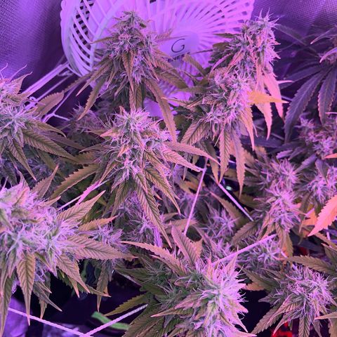 Amy Weedhouse growlog timeline photo