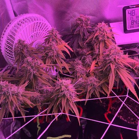 Amy Weedhouse growlog timeline photo