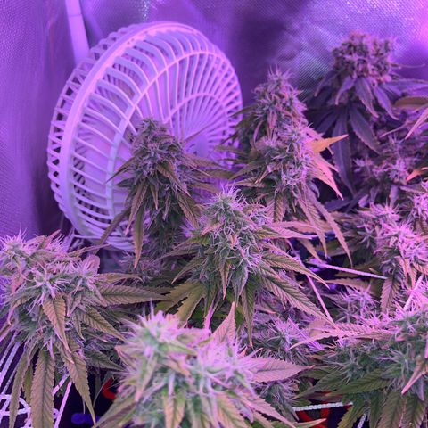 Amy Weedhouse growlog timeline photo
