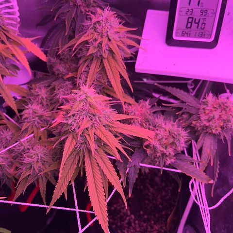 CannaBusta Rhymes  growlog timeline photo