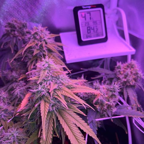 CannaBusta Rhymes  growlog timeline photo