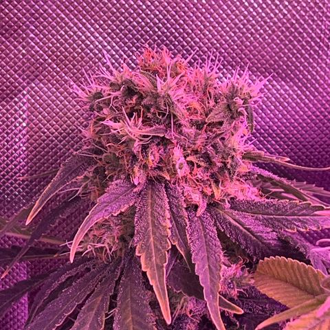 CannaBusta Rhymes  growlog timeline photo
