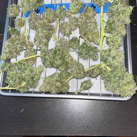 Amy Weedhouse growlog timeline photo