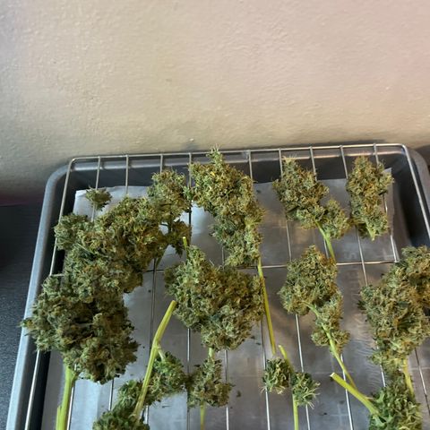 CannaBusta Rhymes  growlog timeline photo